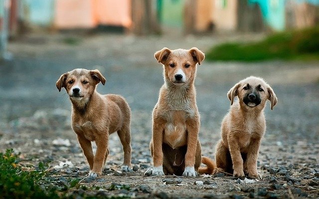 Köpekleri Zehirleyen Kişiler İçin Mahkeme Emsal Bir Karara İmza Attı